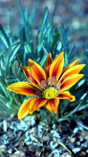 Wildflower, WA. 